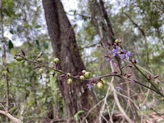Dianella longifolia