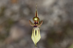 Caladenia brevisura