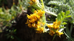 Jacobaea incana