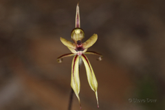 Caladenia brevisura