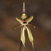 Short-sepalled Spider Orchid - Photo (c) Steve Dew, some rights reserved (CC BY-NC), uploaded by Steve Dew