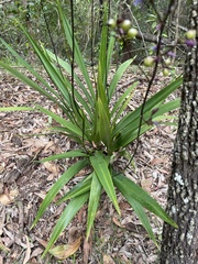 Dianella longifolia