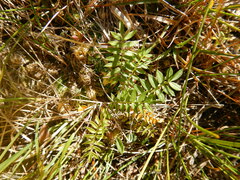 Polemonium acutiflorum