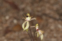 Caladenia brevisura