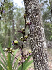 Dianella longifolia