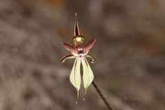 Caladenia brevisura