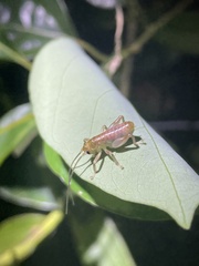 Gryllacrididae