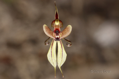 Caladenia brevisura