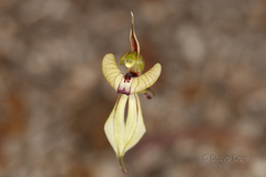 Caladenia brevisura