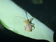 Gryllacrididae