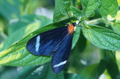 Hyalurga vinosa