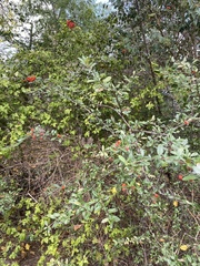 Pyracantha coccinea