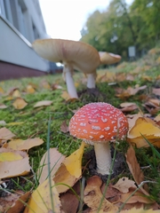 Amanita muscaria