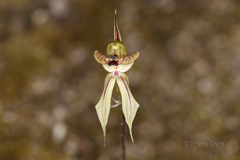 Caladenia brevisura
