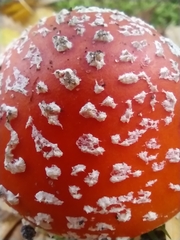 Amanita muscaria