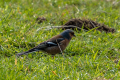 Fringilla coelebs gengleri
