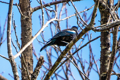 Prosthemadera novaeseelandiae novaeseelandiae