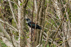 Prosthemadera novaeseelandiae novaeseelandiae