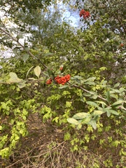 Pyracantha coccinea