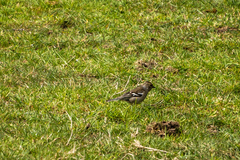 Fringilla coelebs gengleri