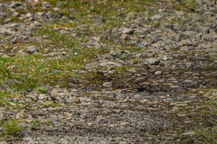 Fringilla coelebs gengleri