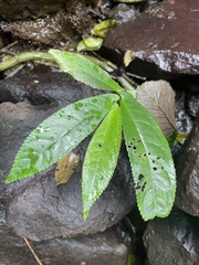Elatostema reticulatum