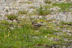 Fringilla coelebs gengleri