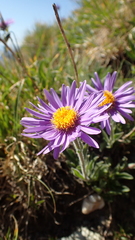 Aster alpinus