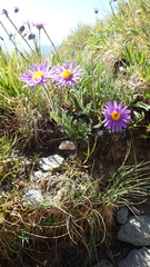 Aster alpinus
