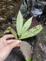 Elatostema reticulatum