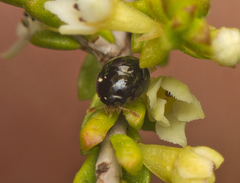 Phalacridae