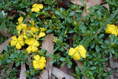 Hibbertia diffusa