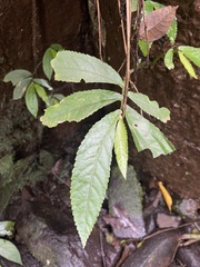 Elatostema reticulatum