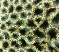 Acanthastrea
