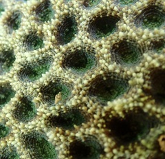 Acanthastrea