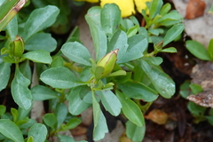 Hibbertia diffusa