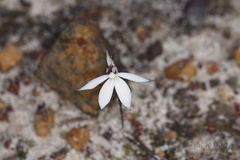 Caladenia saccharata