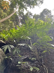 Elatostema reticulatum