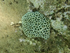 Acanthastrea
