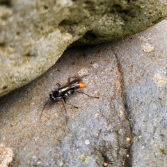 Tachypompilus analis