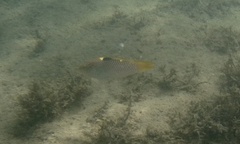 Halichoeres hortulanus