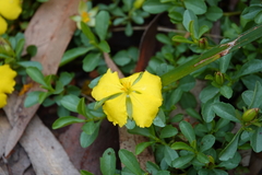 Hibbertia diffusa