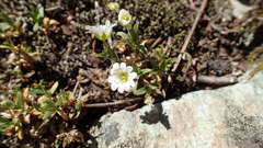 Cerastium alpinum