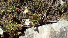 Cerastium alpinum