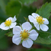 Woodland Strawberry - Photo (c) Randi Hausken, some rights reserved (CC BY-NC)