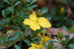 Hibbertia diffusa