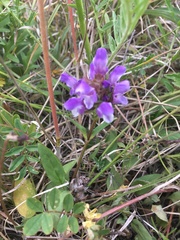 Prunella grandiflora
