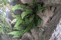 Asplenium marinum