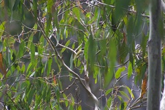 Melithreptus lunatus