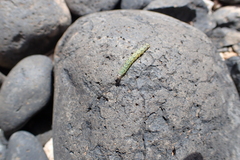 Uresiphita